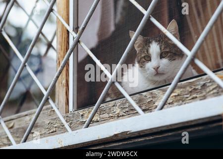 Tiere in Gefangenschaft, eine Katze am Fenster hinter Gittern. Hochwertige Fotos Stockfoto