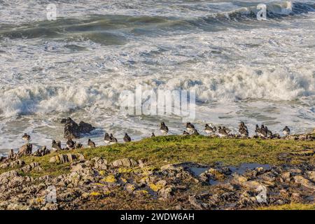 Dunworley, West Cork nach Sturm Isha. Januar 2024 Stockfoto