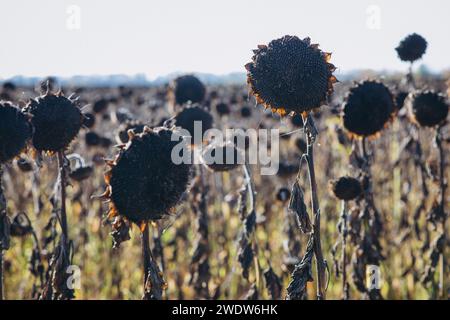 Ein Feld voller reifer Sonnenblumen, bereit für die Ernte, Ernte Stockfoto