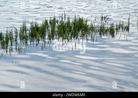 Gemeinsame Queller Stockfoto