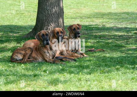 Drei Große Dänen Stockfoto