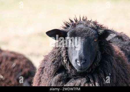 Schafe Stockfoto