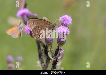 Der Ringel-Schmetterling - Aphantopus hyperantus, der auf Cirsium ruht, arvense die schleichende Distel oder Felddistel Stockfoto