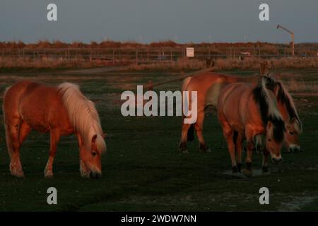 Haflinger und Fjordpferde Stockfoto