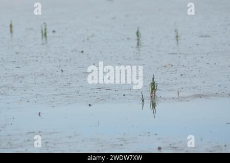 Glaswort Stockfoto