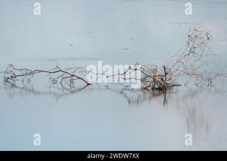 Holz im Wasser Stockfoto