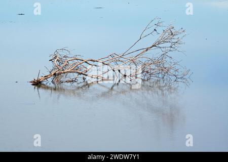 Holz im Wasser Stockfoto