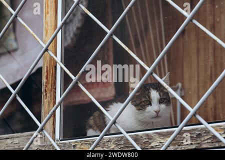 Tiere in Gefangenschaft, eine Katze am Fenster hinter Gittern. Hochwertige Fotos Stockfoto