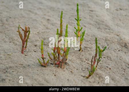 Gemeinsame Queller Stockfoto