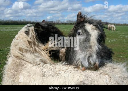 Junge Irische Cobs Stockfoto