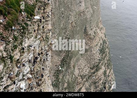 Tausende Seevögel nisten auf den Kreidefelsen von Bempton, East Yorkshire, Großbritannien Stockfoto