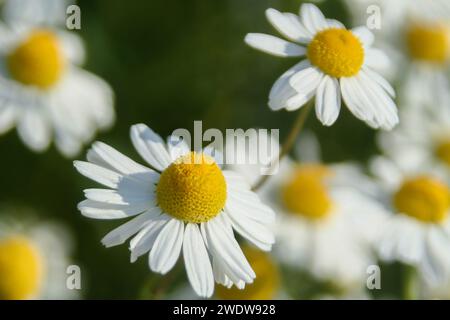 Wilde Kamille Stockfoto