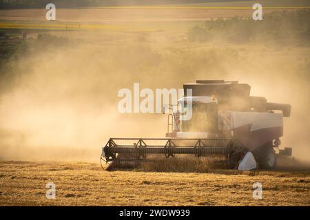 Der Mähdrescher erntet Weizen bei Sonnenuntergang. Stockfoto
