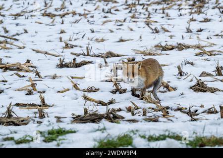 Ein Fuchs, der im Winter nach Nahrung sucht Stockfoto