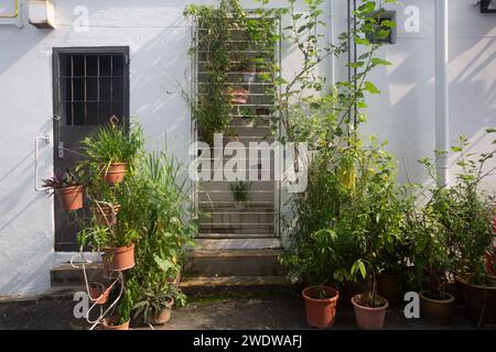 Wunderschöne Töpfe mit grüner Pflanze in einer Hintergasse hinter dem Haus, schöner Lichtschatten gegen die weiße Wand. Minigarten. Singapur. 2024. Stockfoto