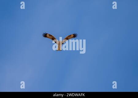 Schwarzer Drachen (Milvus migrans) im Flug mit blauem Himmel im Dezember in Israel fotografiert der schwarze Drachen (Milvus migrans) ist ein mittelgroßer Drachen Stockfoto