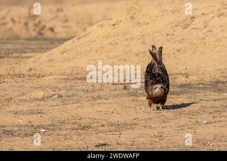 Der schwarze Drache (Milvus migrans) ist ein mittelgroßer Raubvogel i, der im Dezember in Israel fotografiert wurde Stockfoto