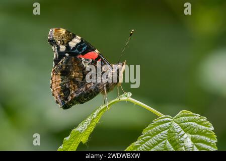 Roter Admiral Vanessa atalanta Schmetterling sitzt auf einem Brennnesselblatt. Seitenansicht, Nahaufnahme. Unscharfer grüner Hintergrund, isolierter Kopierbereich. Dubnica, Slowakei Stockfoto