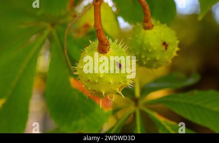 Grüne stachelige Igel von Kastanienfrüchten auf dem Baum, fotografiert im Oktober in Budapest, Ungarn Stockfoto