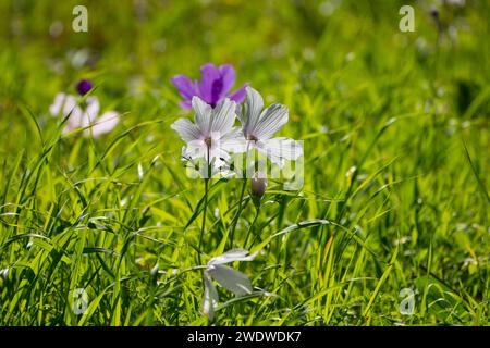 Weiß eine violette Anemone Coronaria (Mohnanemone) blüht. Diese Wildblume kann in mehreren Farben erscheinen. Hauptsächlich rot, lila, blau und weiß Photograp Stockfoto