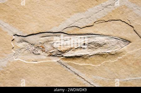 Meerestier Plesioteuthis oder prähistorische Tintenfischfossilien in Stein Stockfoto