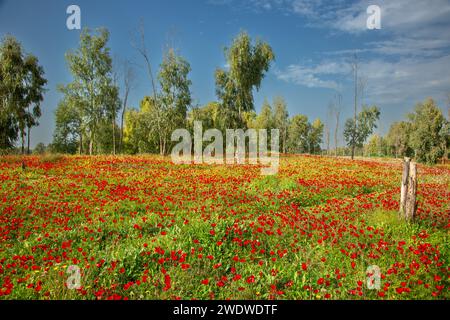 Israel, Ein Feld von Frühlingswildblumen Anemone coronaria (Mohnanemone). Diese Wildblume kann in mehreren Farben erscheinen. Hauptsächlich rot, aber auch violett, b Stockfoto