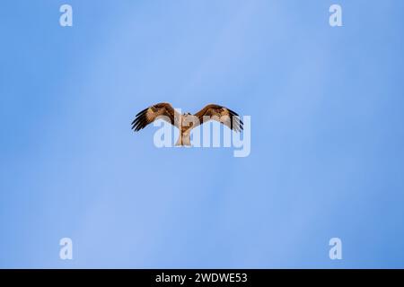 Schwarzer Drachen (Milvus migrans) im Flug mit blauem Himmel im Dezember in Israel fotografiert der schwarze Drachen (Milvus migrans) ist ein mittelgroßer Drachen Stockfoto