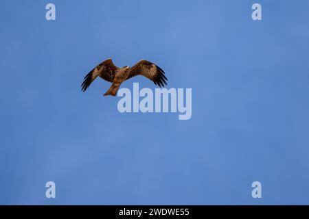 Schwarzer Drachen (Milvus migrans) im Flug mit blauem Himmel im Dezember in Israel fotografiert der schwarze Drachen (Milvus migrans) ist ein mittelgroßer Drachen Stockfoto