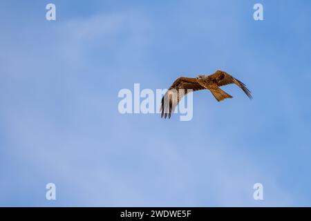 Schwarzer Drachen (Milvus migrans) im Flug mit blauem Himmel im Dezember in Israel fotografiert der schwarze Drachen (Milvus migrans) ist ein mittelgroßer Drachen Stockfoto