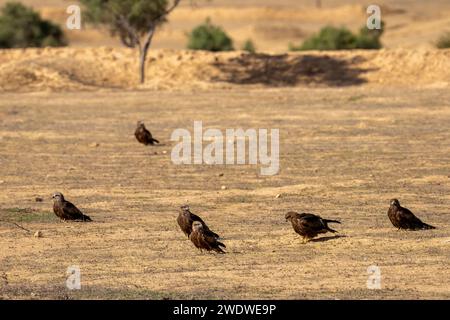 Der schwarze Drache (Milvus migrans) ist ein mittelgroßer Raubvogel i, der im Dezember in Israel fotografiert wurde Stockfoto