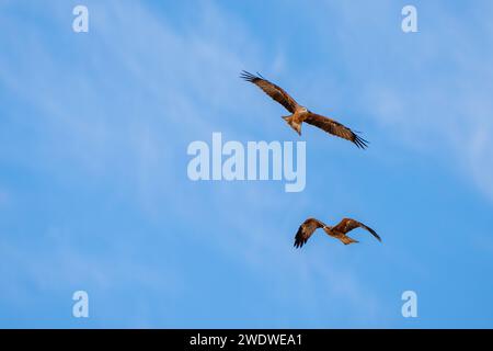 Schwarzer Drachen (Milvus migrans) im Flug mit blauem Himmel im Dezember in Israel fotografiert der schwarze Drachen (Milvus migrans) ist ein mittelgroßer Drachen Stockfoto