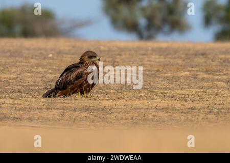 Der schwarze Drache (Milvus migrans) ist ein mittelgroßer Raubvogel i, der im Dezember in Israel fotografiert wurde Stockfoto