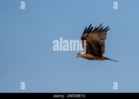 Schwarzer Drachen (Milvus migrans) im Flug mit blauem Himmel im Dezember in Israel fotografiert der schwarze Drachen (Milvus migrans) ist ein mittelgroßer Drachen Stockfoto