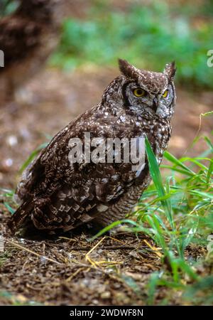 Kap Uhu (Bubo capensis). Dieses große Eule ist in Bereichen des östlichen und südlichen Afrika. Er ernährt sich von Hasen und kleinere Säugetiere, sowie auf Stockfoto