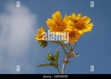 Goldener Kronenbart (Verbesina encelioides) Blumen auf blauem Himmel Hintergrund fotografiert in den mediterranen Küstenebenen, Israel Stockfoto