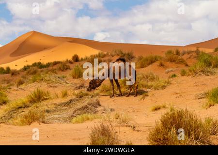 Dromedarkamel oder Arabisches Kamel (Camelus dromedarius) auf der Weide. Erg Chebbi, Marokko, Afrika Stockfoto