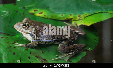 Die afrikanische Kröte (auch als gutturale Kröte bezeichnet) ist eine Krötenart aus der Familie der Bufonidae. Stockfoto