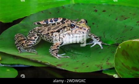 Die afrikanische Kröte (auch als gutturale Kröte bezeichnet) ist eine Krötenart aus der Familie der Bufonidae. Stockfoto