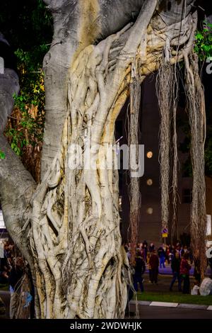 Luftwurzeln des Ficus-Baumes in Tel Aviv Israel Stockfoto