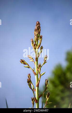 Asphodelus Ramosus, auch bekannt als verzweigte Asphodel oder Abrotea, wächst in der Region Alentejo, Portugal. Stockfoto