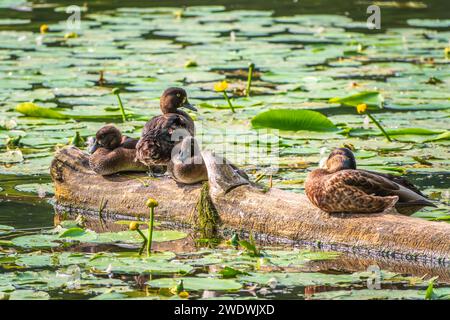 Eine Gruppe von getufteten Enten und Stockenten in freier Wildbahn. Getuftete Ente, Pochard, Aythya Fuligula im Teich. Stockfoto