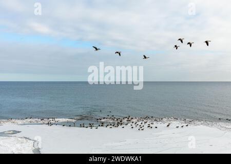 Kanadagänse und andere Vögel, die an einem Wintertag am Ufer des Ontario-Sees in Toronto gesehen werden. Stockfoto