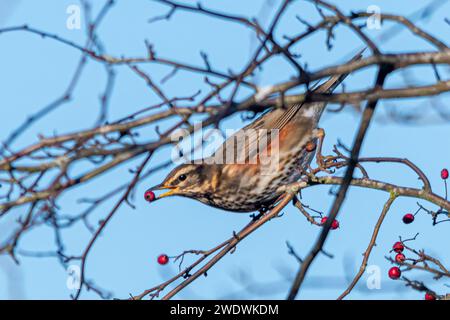 Ein rotflügelvogel (Turdus iliacus), der im Winter rote Weißdornbeeren in einem Baum ernährt, England, Vereinigtes Königreich Stockfoto