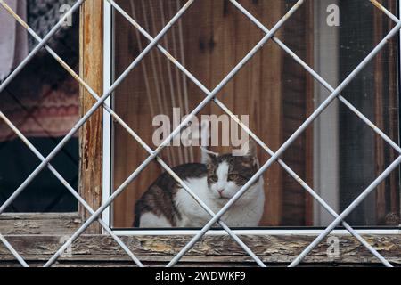 Tiere in Gefangenschaft, eine Katze am Fenster hinter Gittern. Hochwertige Fotos Stockfoto