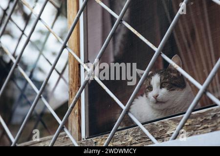 Tiere in Gefangenschaft, eine Katze am Fenster hinter Gittern. Hochwertige Fotos Stockfoto