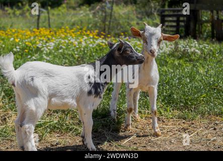 2 junge Ziegen auf Blumenwiese im Frühling Stockfoto