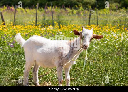 Junge Ziege, die im Frühjahr auf einer Blumenwiese auf Gras kauen Stockfoto