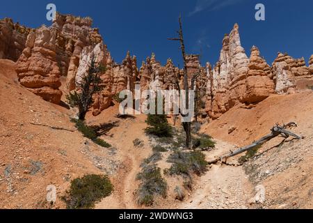 Blick von unten auf Felsformationen und Bäume vor blauem Himmel im Bryce Canyon National Park Stockfoto