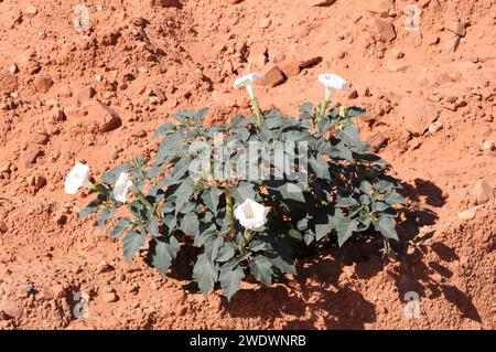 Sacred datura (Datura wrightii) ist eine mehrjährige Halluzinogen Kraut aus dem Südwesten Nordamerikas. Dieses Foto wurde in Utah, USA, aufgenommen. Stockfoto