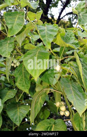 Tamarillo oder Baumtomate (Solanum betaceum) ist ein immergrüner Strauch aus den Anden. Seine Früchte sind essbar. Stockfoto
